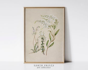 Vintage Botanical Print: French Country Flower Wall Decor (Printable Digital Art) 6-24