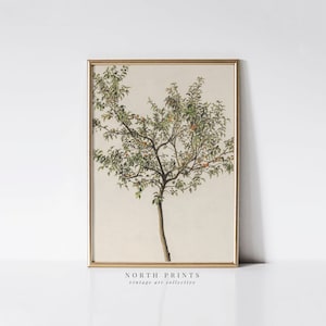 Spanish Kitchen Decor | Vintage Orange Tree Print | European Wall Art PRINTABLE Digital | 4-71