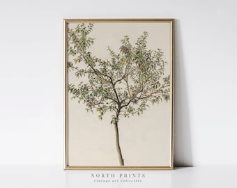 Spanish Kitchen Decor | Vintage Orange Tree Print | European Wall Art PRINTABLE Digital | 4-71