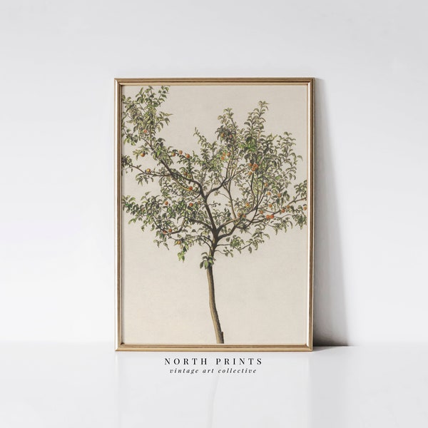 Spanish Kitchen Decor | Vintage Orange Tree Print | European Wall Art PRINTABLE Digital | 4-71