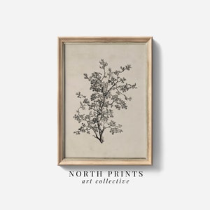 Antique Botanical Sketch Vintage Wall Art PRINTABLE | Neutral Farmhouse Kitchen Digital Download North Prints SK-315