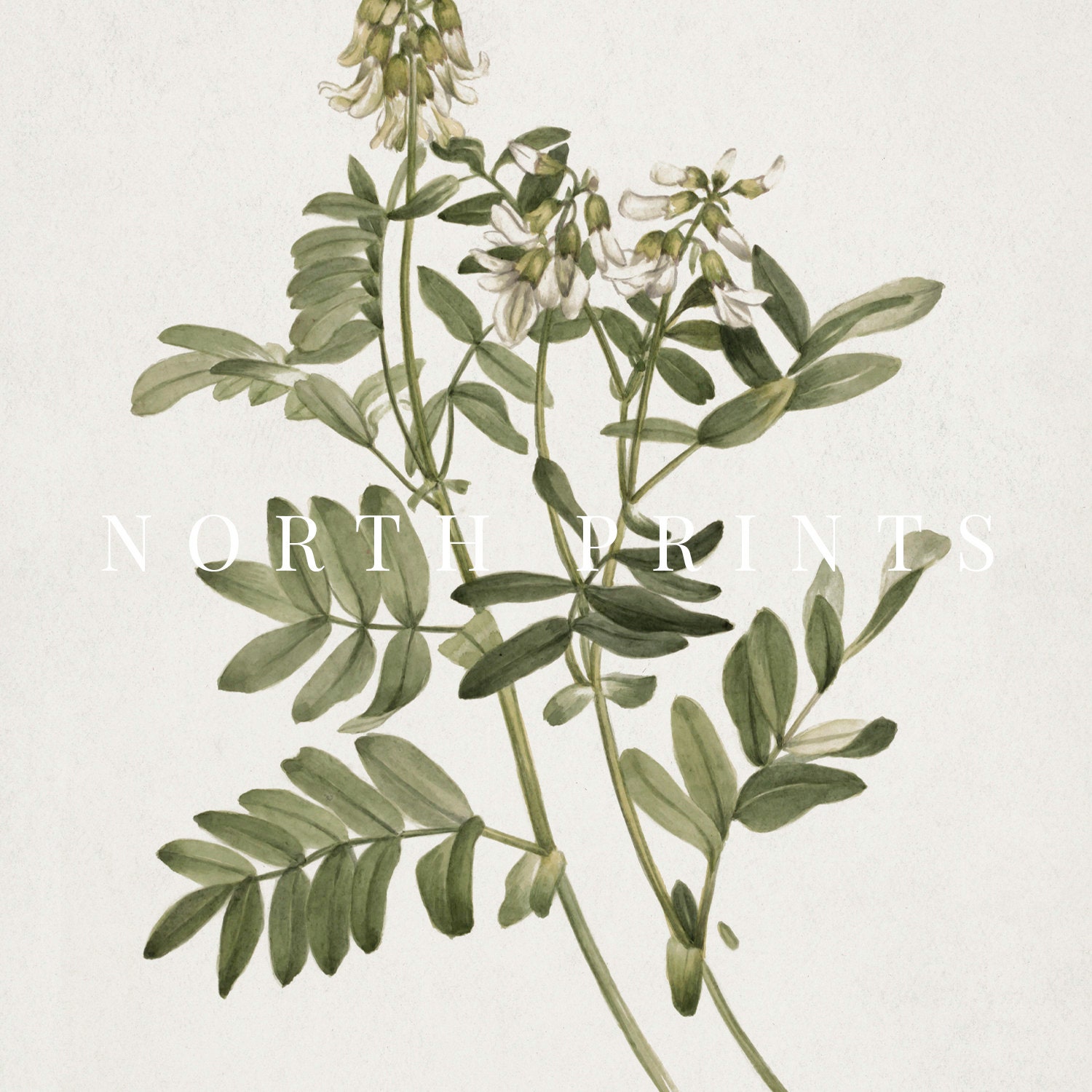 Farmhouse Vintage PRINTABLE Art Botanical Kitchen Decor Etsy