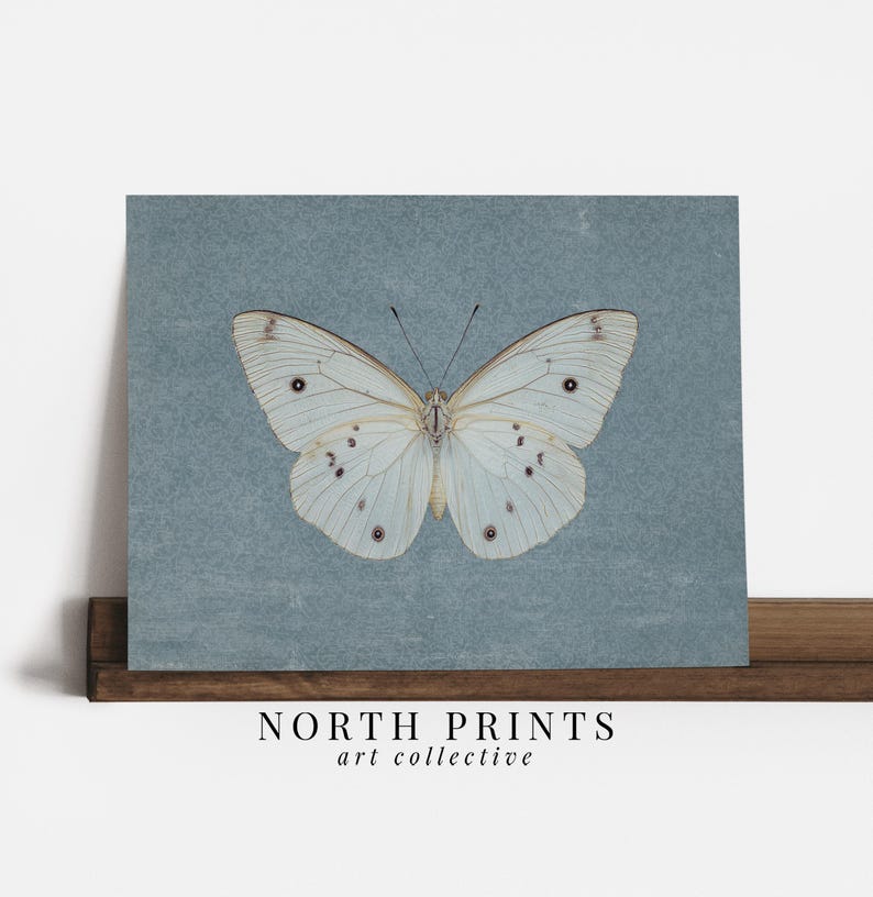 May include: A white butterfly with brown markings on a blue background. The butterfly is centered in the image and has its wings spread open. The background is a light blue color with a subtle texture.