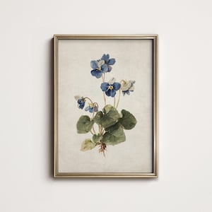 K&ouml;nnte beinhalten: Ein gerahmter botanischer Druck mit einer Aquarellillustration von blauen und wei&szlig;en Veilchen. Das Kunstwerk zeigt detaillierte Bl&auml;tter und zarte Bl&uuml;ten vor einem neutralen Hintergrund. Der Rahmen ist goldfarben.