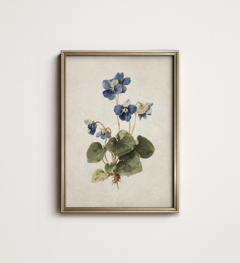 K&ouml;nnte beinhalten: Ein gerahmter botanischer Druck mit einer Aquarellillustration von blauen und wei&szlig;en Veilchen. Das Kunstwerk zeigt detaillierte Bl&auml;tter und zarte Bl&uuml;ten vor einem neutralen Hintergrund. Der Rahmen ist goldfarben.