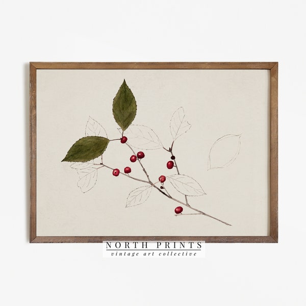 Vintage botanische print | Eenvoudige vakantie afdrukbare kerstmuurkunst | Downloadbare digitale | 913