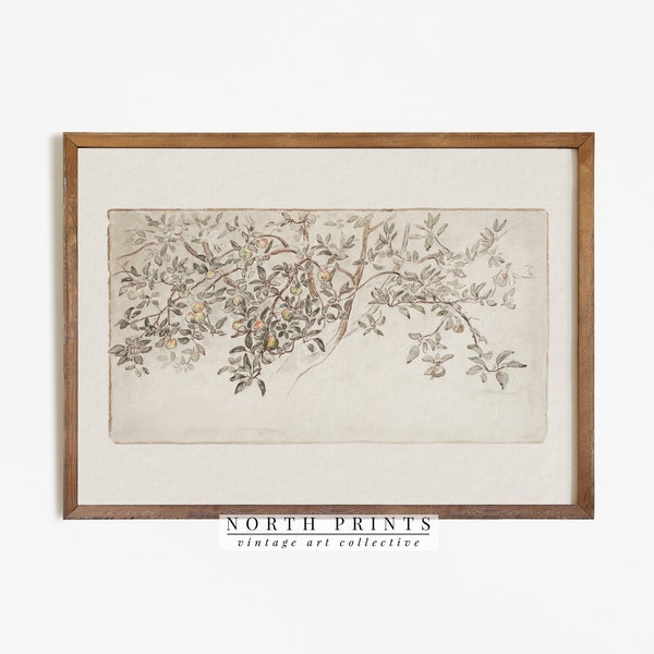 Vintage Apple Tree Sketch | Antique Botanical Drawing | Rustic Country Art Print Digital PRINTABLE Wall Art #181