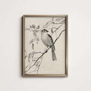 Antique Bird Sketch Art, Neutral French Country Bedroom Wall Decor PRINTABLE Digital Download, Modern Farmhouse Wall Art, North Prints 8-189