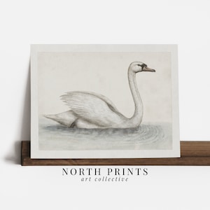 Vintage Swan Watercolor Print: Farmhouse Nursery Wall Decor (Printable Digital Download) 7-76