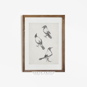 Bird Sketch | Vintage Bird Etching | Minimalist Drawing Art PRINTABLE North Prints #505
