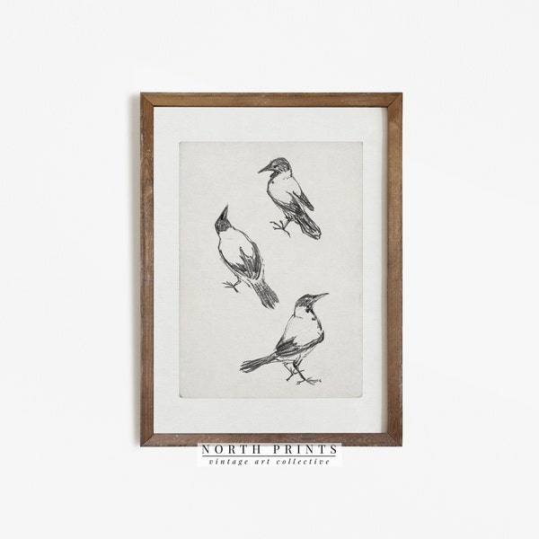 Bird Sketch | Vintage Bird Etching | Minimalist Drawing Art PRINTABLE #505
