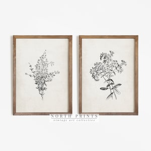 Antique Botanical Print SET | Vintage Sketch Country Flowers | Digital PRINTABLE Downloadable North Prints | S2-68