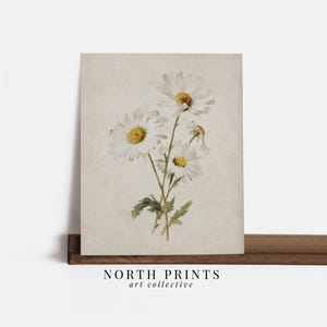 Op de afbeelding: Een vintage print met witte madeliefjes met gele centra en groene stelen, tegen een getextureerde, gebroken witte achtergrond. De print wordt weergegeven op een houten plank, met de tekst "NORTH PRINTS art collective" onderaan.