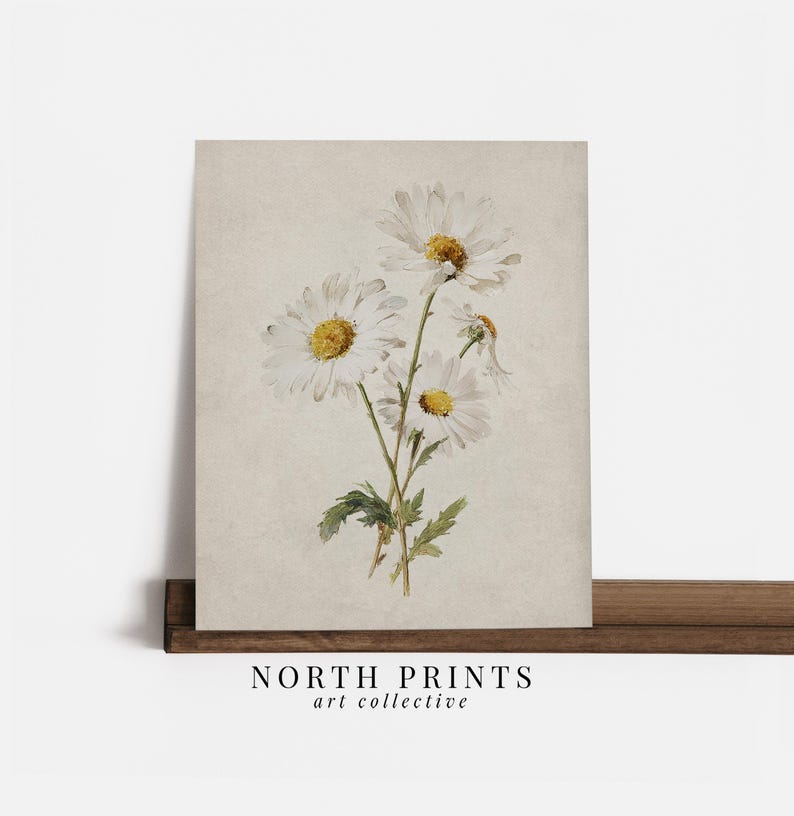 Op de afbeelding: Een vintage print met witte madeliefjes met gele centra en groene stelen, tegen een getextureerde, gebroken witte achtergrond. De print wordt weergegeven op een houten plank, met de tekst "NORTH PRINTS art collective" onderaan.