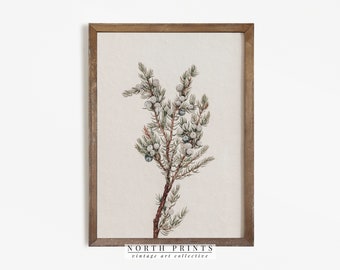 Winter Botanical Print | Vintage Print | Country Farmhouse Art Digital PRINTABLE | 221