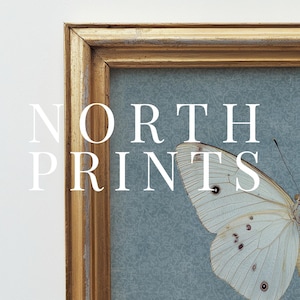 May include: A framed print of a white butterfly with black markings against a blue background. The frame is gold and the text "NORTH PRINTS" is printed below the butterfly.