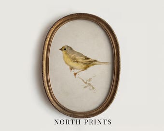 Yellow Songbird Print, Antique Bird Painting, Neutral Cottage Decor (Digital Download) 14-30