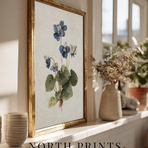 K&ouml;nnte beinhalten: Ein gerahmter botanischer Druck mit blauen und wei&szlig;en Veilchen mit gr&uuml;nen Bl&auml;ttern. Das Kunstwerk befindet sich in einem goldenen Rahmen und ruht auf einem wei&szlig;en Sims. Der Text "NORTH PRINTS art collective" befindet sich am unteren Rand des Bildes.