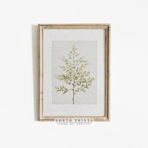 Vintage Botanical Print | French Country Decor Art PRINTABLE #573 image 4