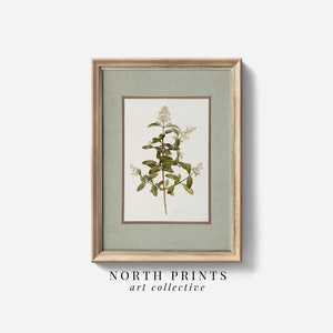PRINTABLE Wall Art Vintage Muted Sage Green Botanical Plant Illustration | Digital Download Art Print Farmhouse Dining Room Decor 6-46