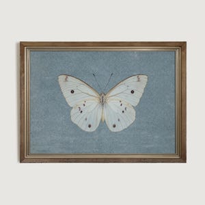 May include: A framed print of a white butterfly with brown markings on a blue background.
