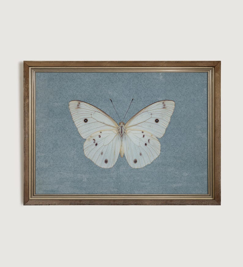 May include: A framed print of a white butterfly with brown markings on a blue background.