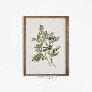 Farmhouse Vintage PRINTABLE Art | Botanical Kitchen Decor | Digital Downloadable North Prints 3-202