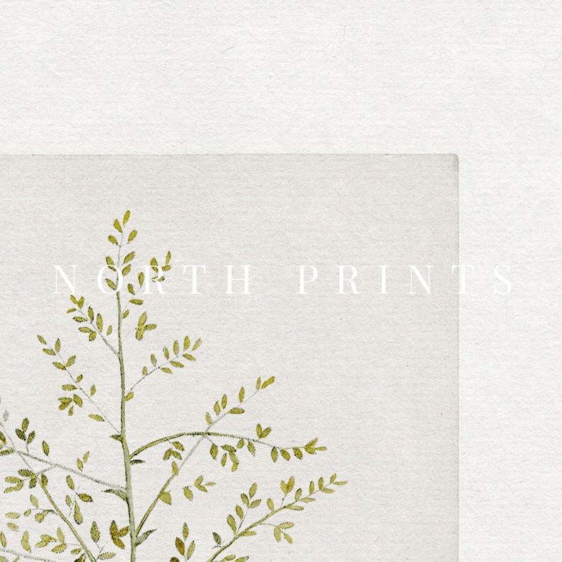 Vintage Botanical Print | French Country Decor Art PRINTABLE #573 image 2