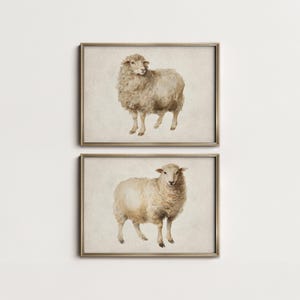 May include: Two framed watercolor prints of sheep. Each print features a sheep in a neutral color palette, with a beige background and a gold-colored frame. The sheep are depicted in a realistic style.