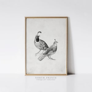 Neutralny szkic domu wiejskiego w stylu antycznym | Rysunek przepiórki w stylu vintage DO DRUKU Pobierz sztukę | 961