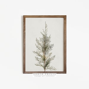 Winter Botanical Print: Farmhouse Holiday Wall Decor (Digital Download Printable) W-15