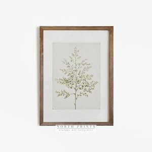 Vintage Botanical Print | French Country Decor Art PRINTABLE #573