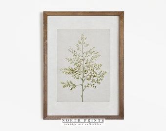 Vintage Botanical Print | French Country Decor Art PRINTABLE #573