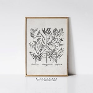 Neutral Botanical Drawing | Vintage Rustic Flower Study | Digital PRINTABLE Download | North Prints 1209