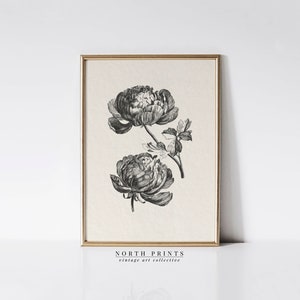 Antique Peony Sketch Art | Vintage Botanical Drawing | PRINTABLE Digital Download | 1171