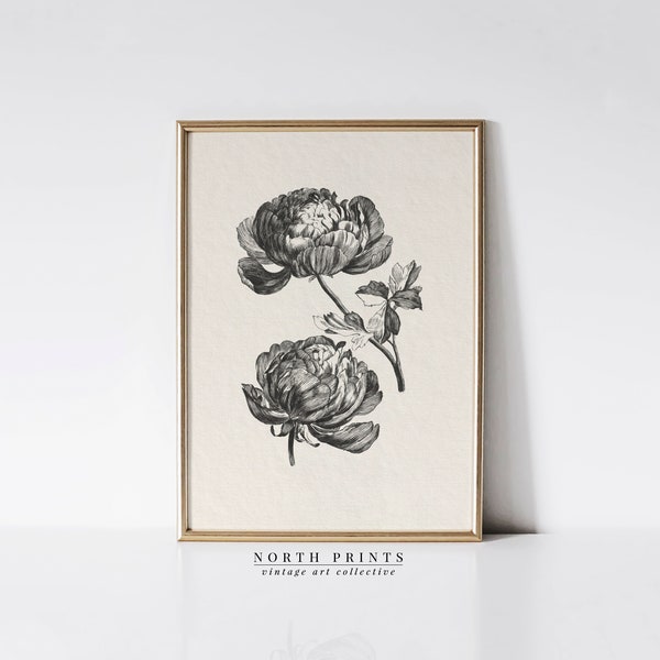 Antique Peony Sketch Art | Vintage Botanical Drawing | PRINTABLE Digital Download | 1171