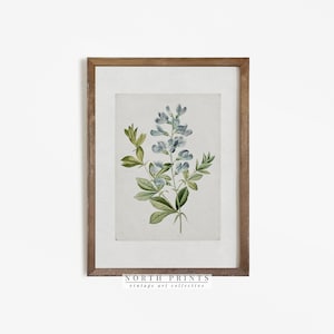 Farmhouse Botanical Print | Vintage Blue Flower Watercolor PRINTABLE Download North Prints #572