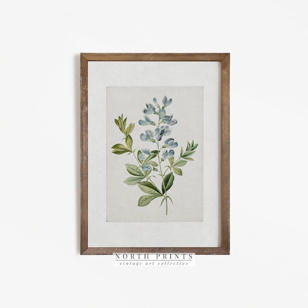Impresión botánica de granja / Acuarela de flores azules vintage IMPRIMIBLE Descarga North Prints #572