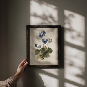K&ouml;nnte beinhalten: Ein gerahmter botanischer Druck mit einer Aquarellillustration von blauen und wei&szlig;en Veilchen mit gr&uuml;nen Bl&auml;ttern und einem sichtbaren Wurzelsystem. Das Kunstwerk befindet sich in einem dunklen Holzrahmen, der vor einer neutralen Wand mit Schatten ausgestellt ist.