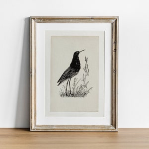 May include: A black and white line drawing of a bird standing in a field of grass. The bird is facing to the right and has a long beak. The drawing is framed in a light wood frame.