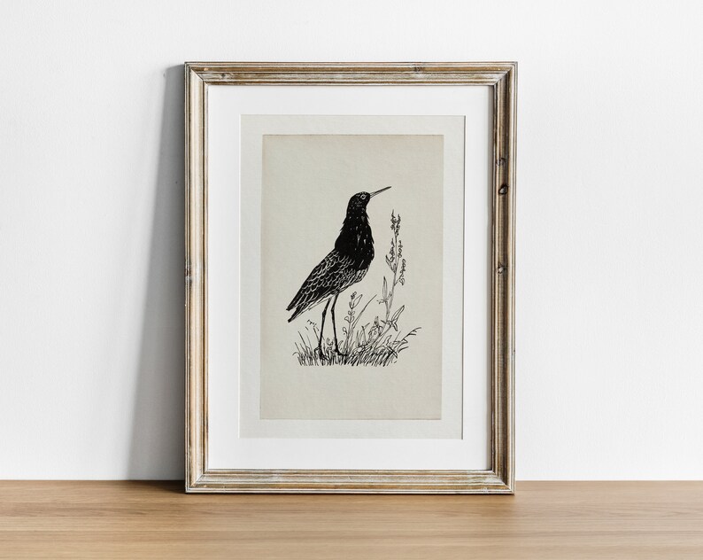 May include: A black and white line drawing of a bird standing in a field of grass. The bird is facing to the right and has a long beak. The drawing is framed in a light wood frame.