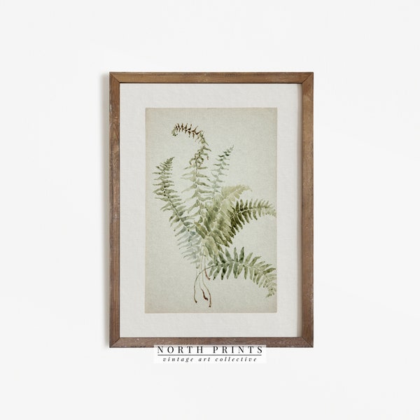 Antique Botanical Painting | Vintage Fern Print | Country Farmhouse Art Digital PRINTABLE | 211