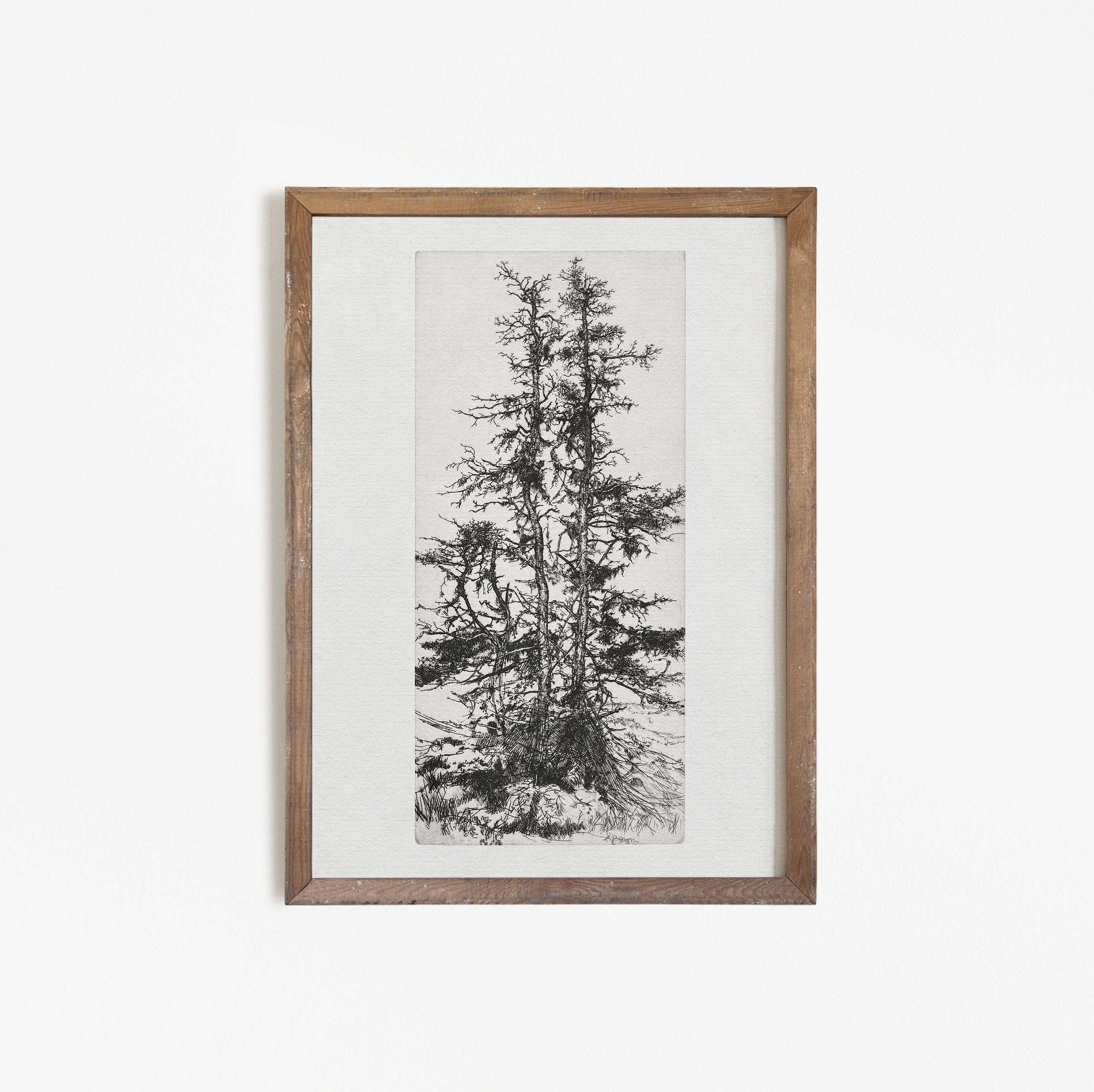 Antique Pine Tree Drawing Tree Sketch Vintage Etching Etsy