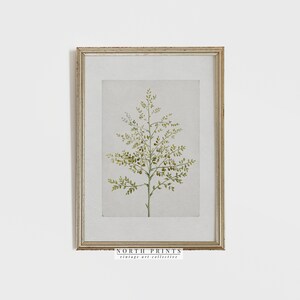 May include: A framed watercolor painting of a green fern plant with a white background. The frame is a light wood color with a distressed finish. The text "NORTH PRINTS vintage art collective" is printed at the bottom of the image.
