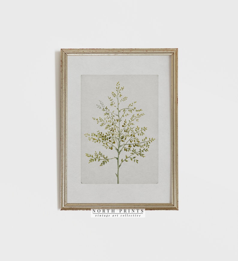 May include: A framed watercolor painting of a green fern plant with a white background. The frame is a light wood color with a distressed finish. The text "NORTH PRINTS vintage art collective" is printed at the bottom of the image.