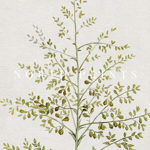 May include: A watercolor illustration of a green leafy plant with small brown seed pods. The plant is on a white background with the text "NORTH PRINTS" in the center.