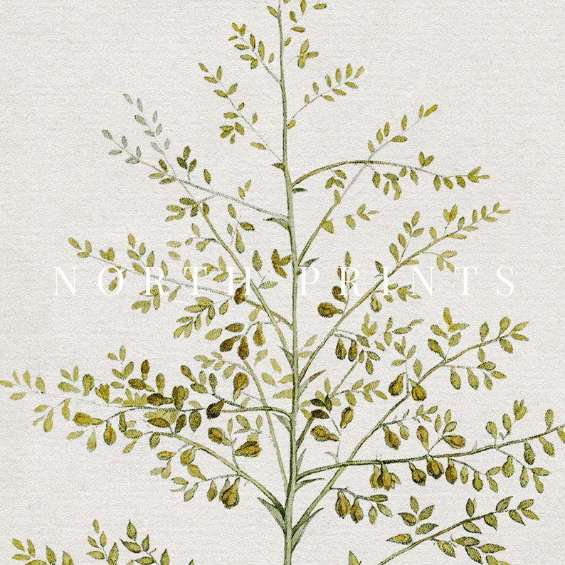 May include: A watercolor illustration of a green leafy plant with small brown seed pods. The plant is on a white background with the text "NORTH PRINTS" in the center.