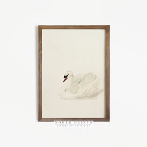 Peut inclure: Une peinture à l'aquarelle encadrée d'un cygne blanc avec un bec rouge et des yeux noirs. Le cygne nage dans une étendue d'eau bleu clair. La peinture est encadrée dans un cadre en bois brun. Le texte "NORTH PRINTS vintage art collective" est imprimé sous l'image.