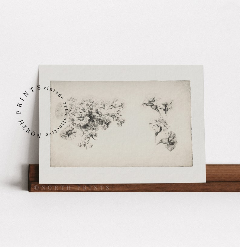 May include: A vintage botanical illustration of a cluster of flowers in black and white on a cream background.