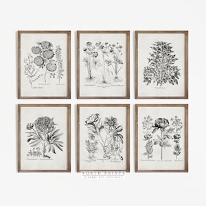Botanical Gallery Wall Print SET of Six | Vintage Neutral Sketch Art | PRINTABLE Download | S6-14